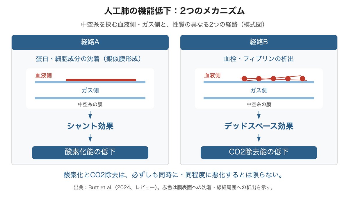 人工肺の機能低下が起きる2つの経路、擬似膜沈着によるシャント効果と血栓・フィブリン析出によるデッドスペース効果の模式図