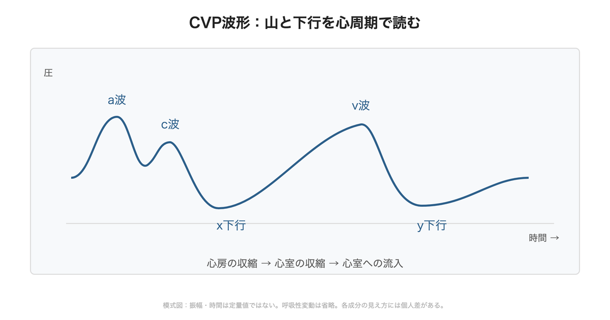 図:CVPの基本波形。心電図との位置関係も併せて確認し、見えにくい成分を無理に命名しません。