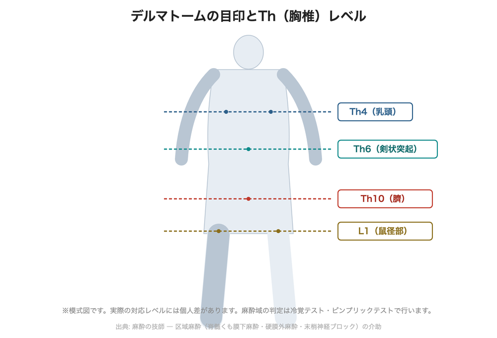 デルマトームの目印とTh(胸椎)レベル