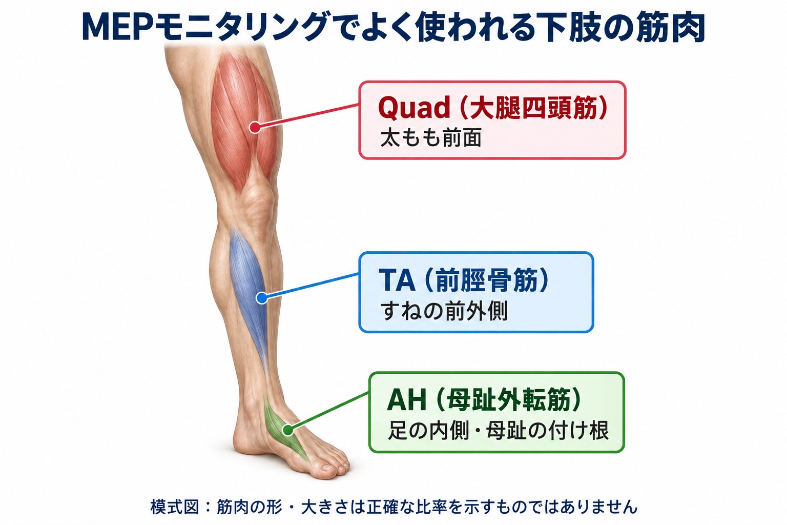 MEPモニタリングでよく使われる下肢の筋肉(Quad・TA・AH)実写風イラスト