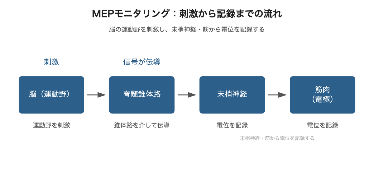 MEPモニタリング:脳(運動野)→脊髄錐体路→末梢神経→筋肉(電極)の刺激から記録までの流れ