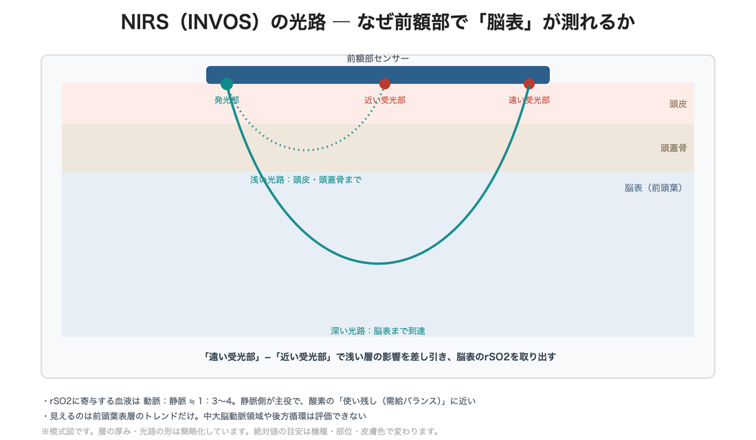 NIRSの光路 ― なぜ前額部で脳表が測れるか