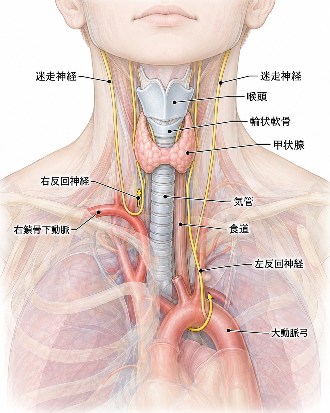 反回神経の走行(模式図)。右は鎖骨下動脈、左は大動脈弓を反回し、左の方が経路が長い