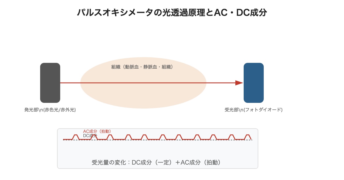 パルスオキシメータの光透過原理と拍動成分(AC)・非拍動成分(DC)の関係